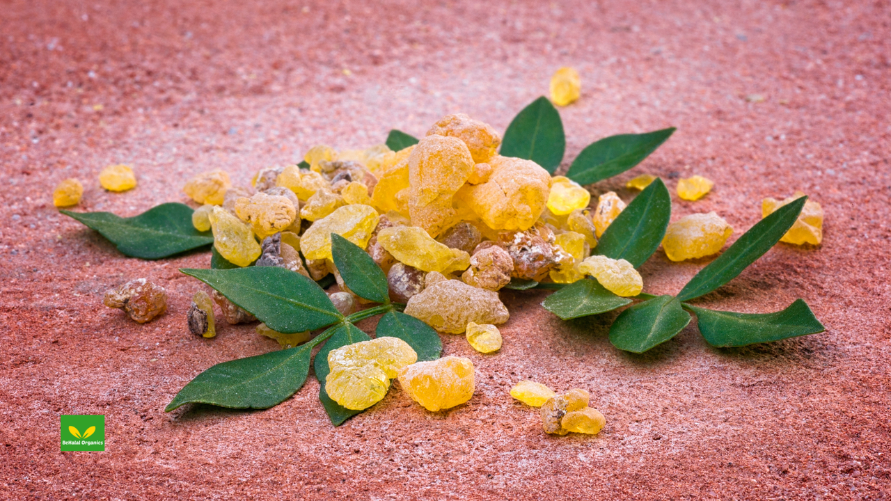 Boswellia Serrata Benefits: The Ultimate Guide to Natural Pain Relief and Inflammation Support