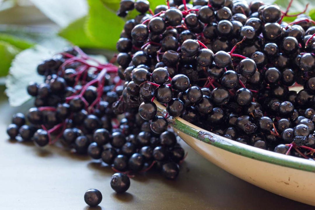 Elderberry Power Boost – Your Immunity Hero