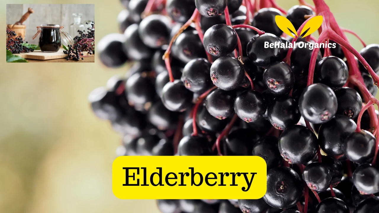 Elderberry Sea Moss Powder Benefits: What You Need to Know  