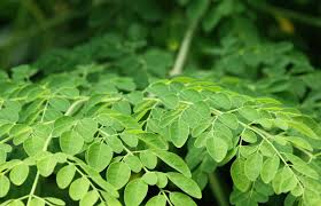 Moringa Leaf: A Green Powerhouse of Nutrition and Wellness Moringa Leaf: A Green Powerhouse of Nutrition and Wellness
