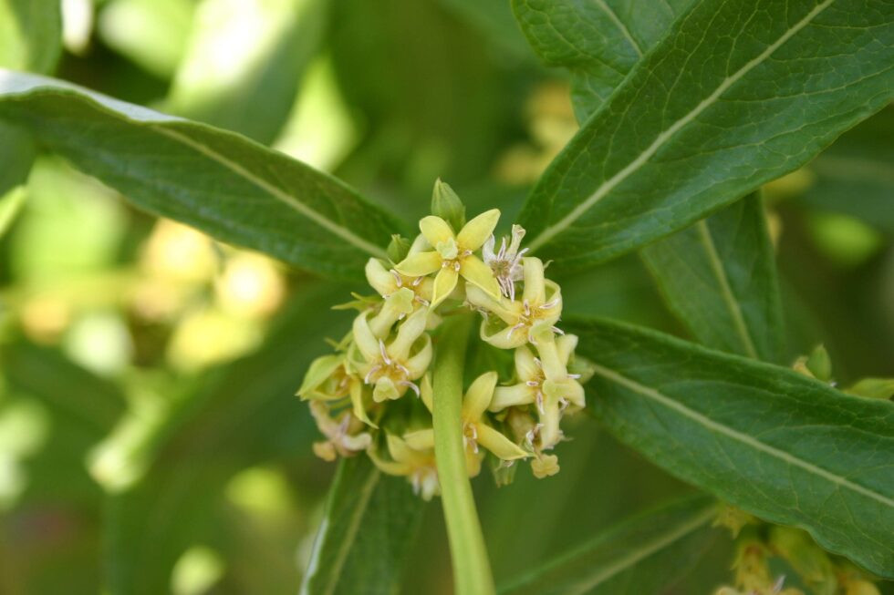 Discover the Unique Health Benefits of Fadogia Agrestis Powder