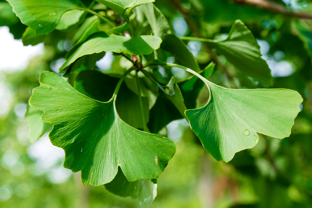 Unlocking the Power of Ginkgo Biloba Health Benefits