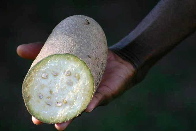 Sausage Fruit: The Unique and Nutritious Tropical Delight