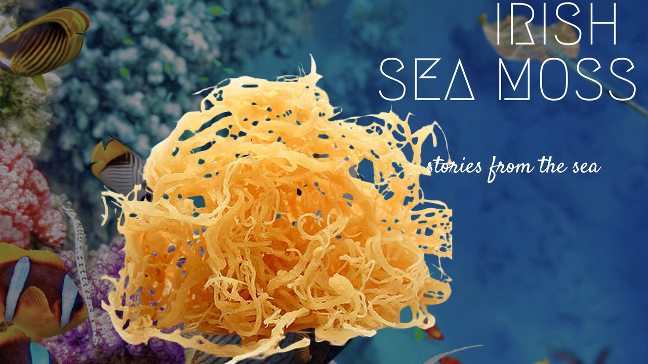 Unraveling the Wonders of Seamoss: A Comprehensive Guide to Irish Sea Moss Benefits
