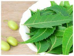 Exploring Neem Leaf Benefits for Kids: Natural Wellness Boost