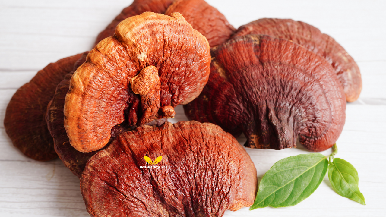 Why Reishi Mushroom Is Trending in the Wellness Industry