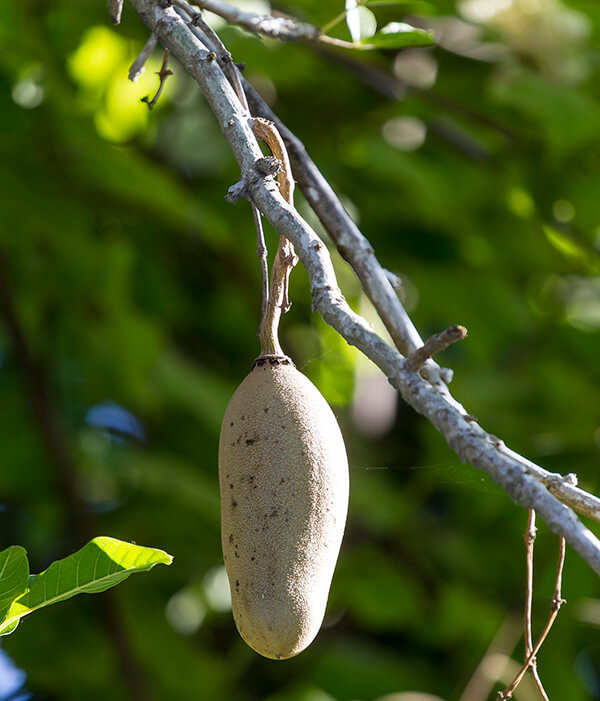 Traditional Uses of Sausage Fruit in African Medicine