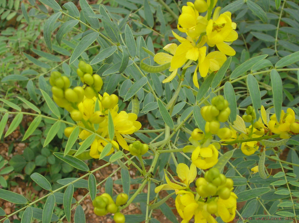 Discover the Hidden Marvels: Senna Leaf's Unique Benefits