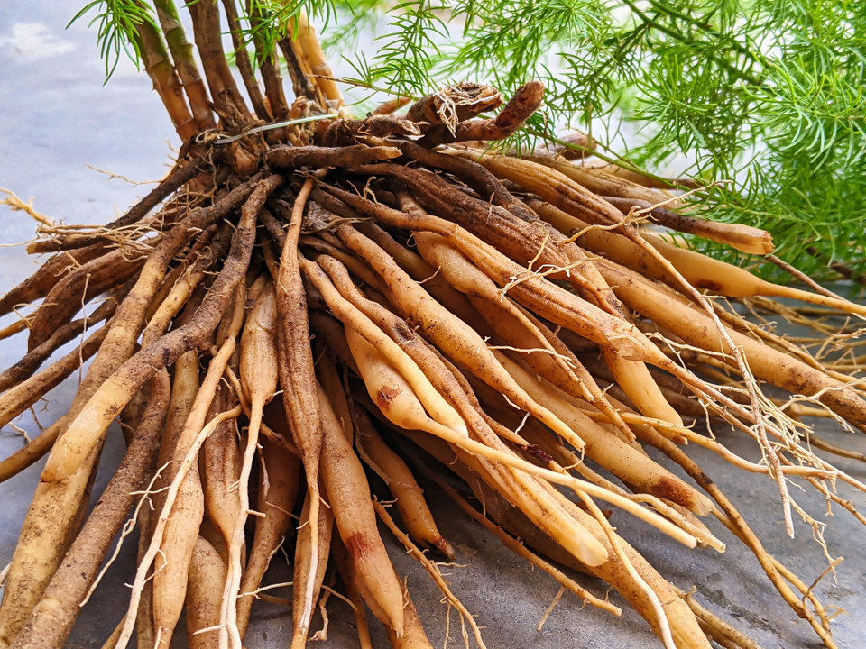 Revealing the Extraordinary Health Advantages of Shatavari