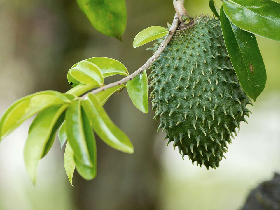 Soursop Fruit Benefits