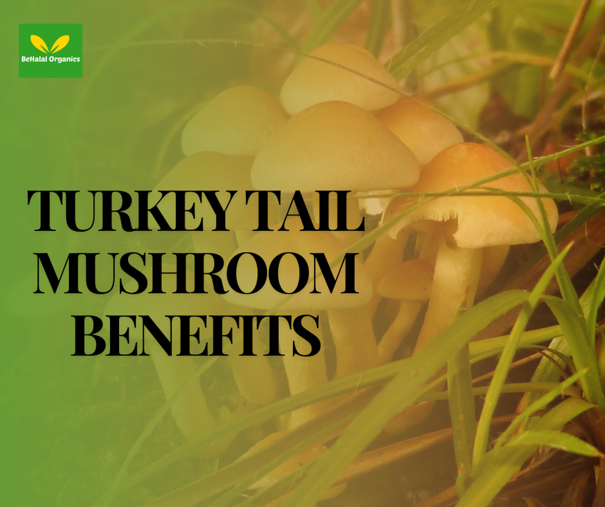 Turkey Tail Mushroom Benefits