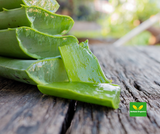 The Miraculous Benefits and Uses of Aloe Vera