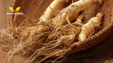 Mulondo Root (Mondia Whitei): The Ultimate Guide to Africa’s Powerful Herbal Aphrodisiac