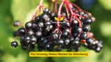 The Growing Global Market for Elderberry