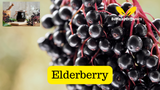 15 Powerful Benefits of Taking Sea Moss Powder with Elderberry Daily