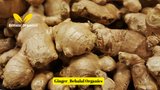 Fresh Ginger vs Dried Ginger: Which Is Better?