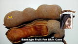 Why Sausage Fruit Is a Powerful Ingredient in Natural Skincare