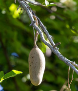 Traditional Uses of Sausage Fruit in African Medicine