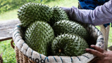 Soursop Benefits Explained: Everything You Need to Know Before Adding It to Your Diet
