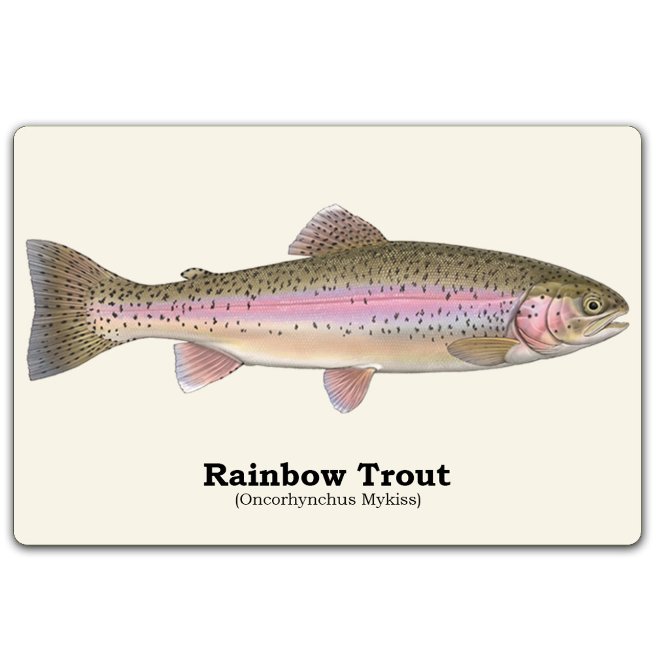 Rainbow Trout / Fishing Wall Art - That's A Buy