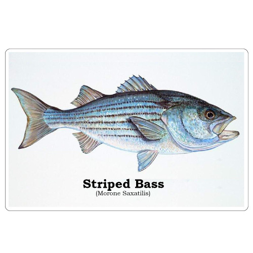 Striped Bass/ Fish Wall Art