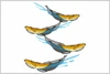 Deps SAKAMATA SHAD 6 NEW