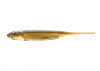 Fish Arrow FLASH-J 3 Spine Series NEW