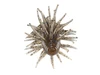 HIDEUP COIKE SHRIMP NEW