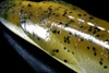 Deps SAKAMATA SHAD 8 NEW