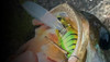 Jackall SUISEN Finesse Crawler Bait NEW