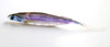 Deps SAKAMATA SHAD 8 REAL Non Salt NEW Deps SAKAMATA SHAD 8 REAL Non Salt NEW