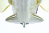 Deps TINY BULL SHOOTER SHUDDER TAIL NEW Deps TINY BULL SHOOTER SHUDDER TAIL NEW