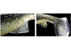 Deps BUMBLE SHAD 6 NEW