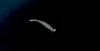 Jackall DRIFT FRY 2.5 ELASTOMER NEW