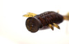 Issei BIBIBI CHU POPPER WORM NEW