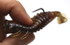Issei BIBIBI CHU POPPER WORM NEW