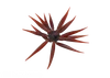 HIDEUP COIKE FISH M Elastomer NEW