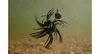 Imakatsu DUMBBELL CRAB Elastomer NEW