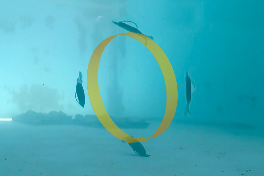 OSP DOLIVE SS GILL 3.6 NEW - KKJAPANLURE