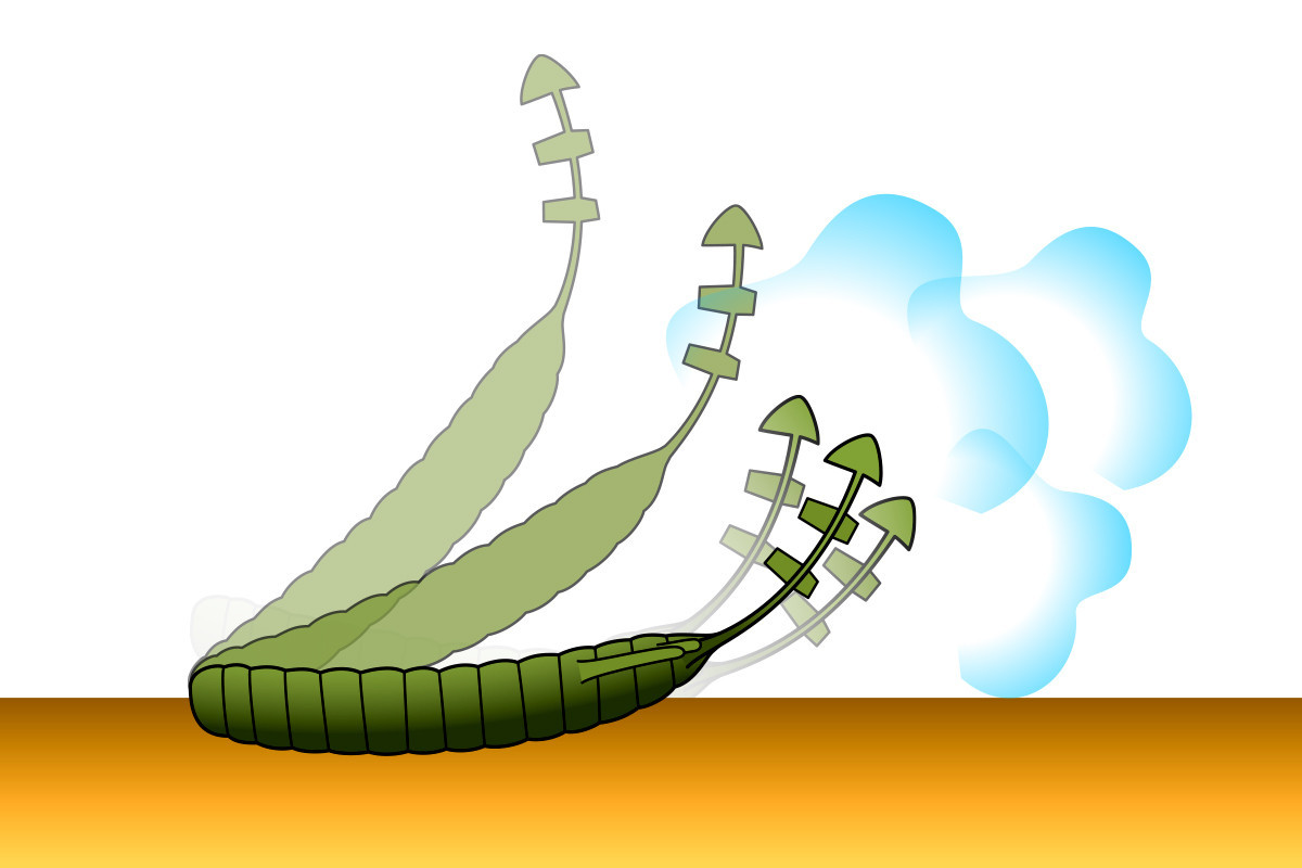 Deps BULL FLAT 5.8 NEW