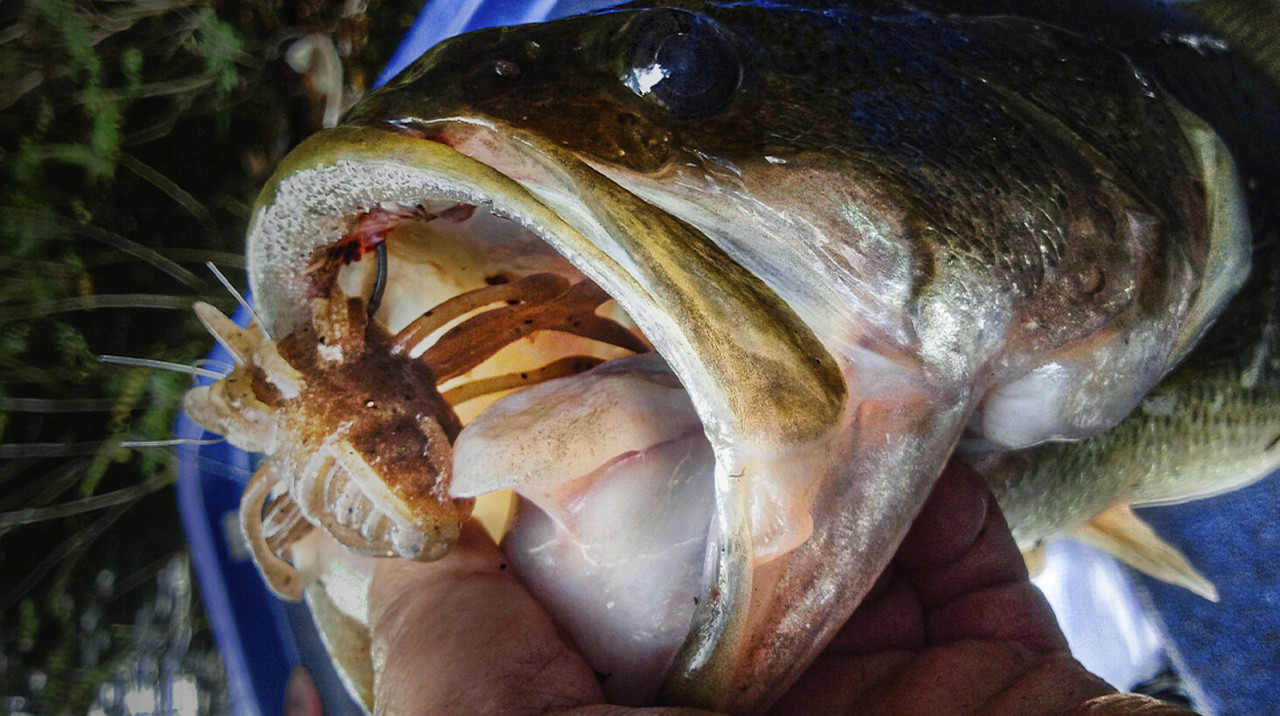 Jackall KING JIMMY HENGE NEW - KKJAPANLURE