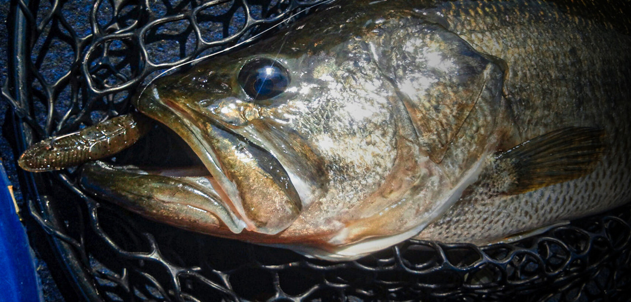 Jackall JIMMY IMO 2.0 NEW - KKJAPANLURE