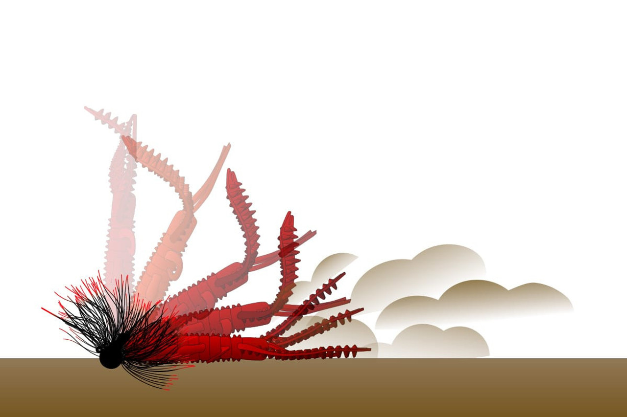 Deps SPINY CRAW 4 NEW