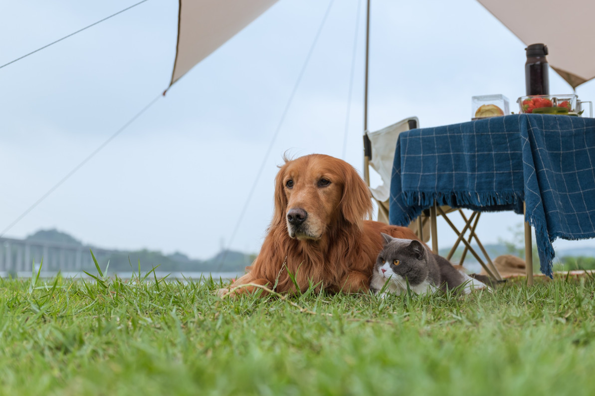 How to Keep Your Pets Safe While Camping