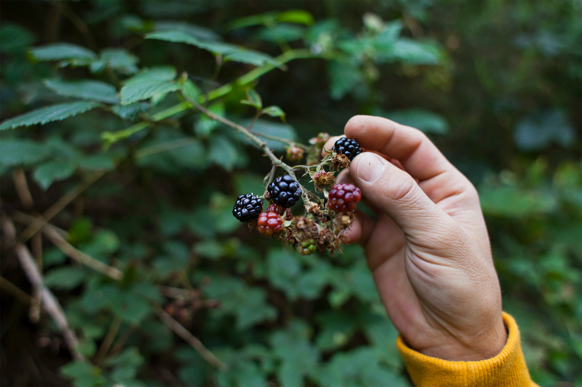 Fall Foraging