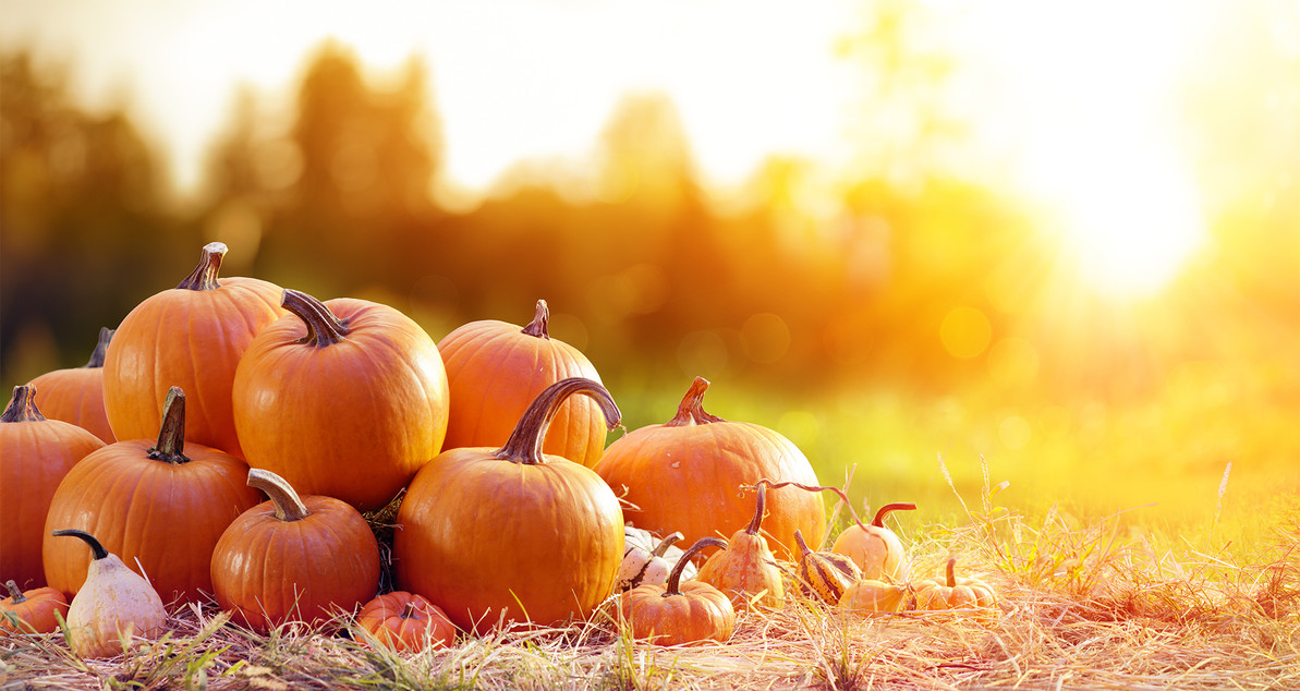 Prepare to Celebrate Fall's Most Festive Gourd