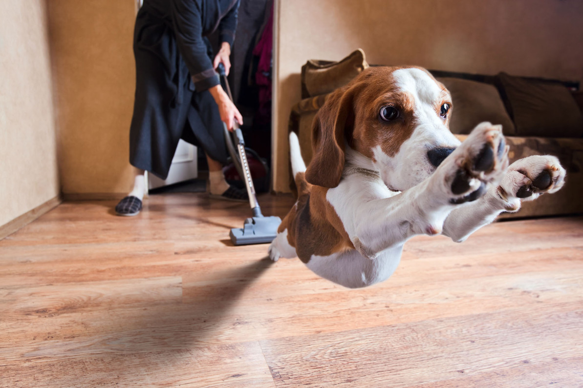 Traveling With Pets? Here's How to Keep Your RV Clean