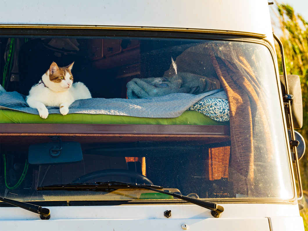 Welcoming Your Cat To The RVing Lifestyle