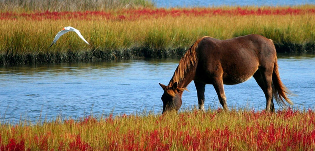 Wild Horses: 6 Places in America Where You Can See Them