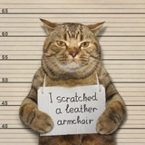 3 Ways to Protect Your RV Furniture from Pets